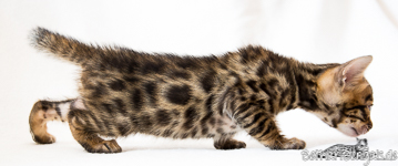 Bengal Cat Hessen